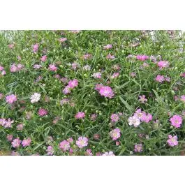 Gypsophila Rosea | Online bestelbaar