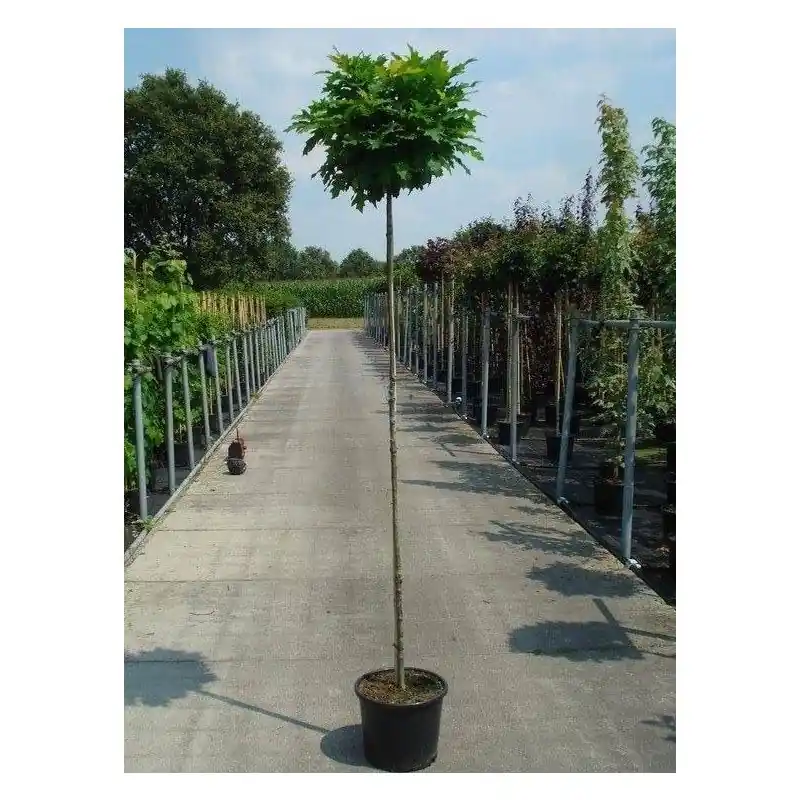 Quercus Green Dwarf | Actie loopt bijna af