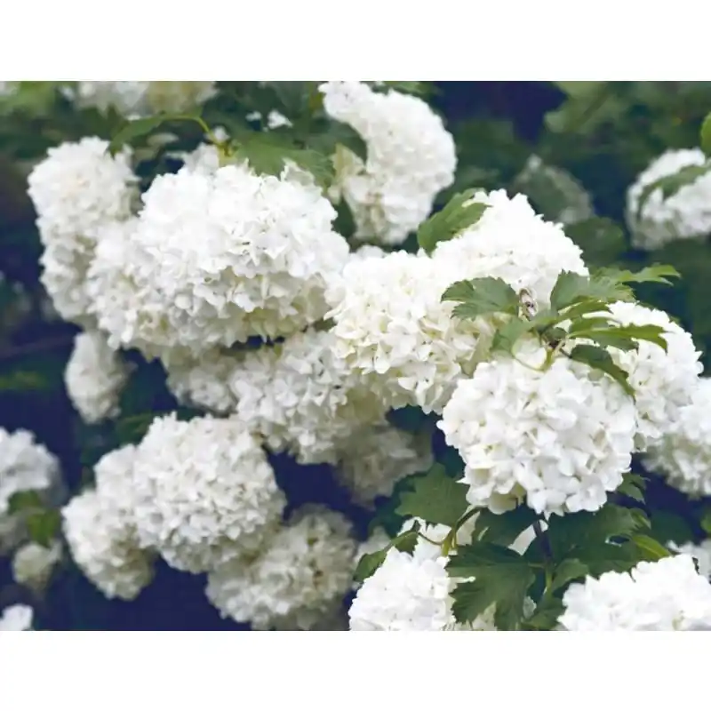 Viburnum Eskimo | Direct beschikbaar