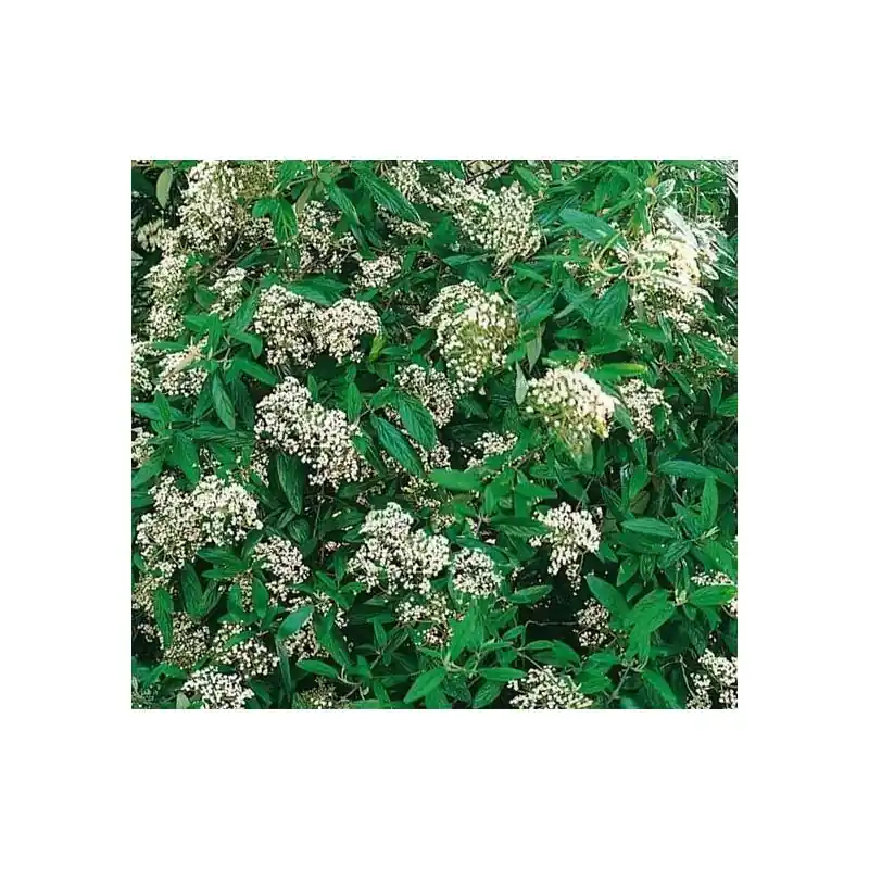 Nieuw binnengekomen - Viburnum Pragense