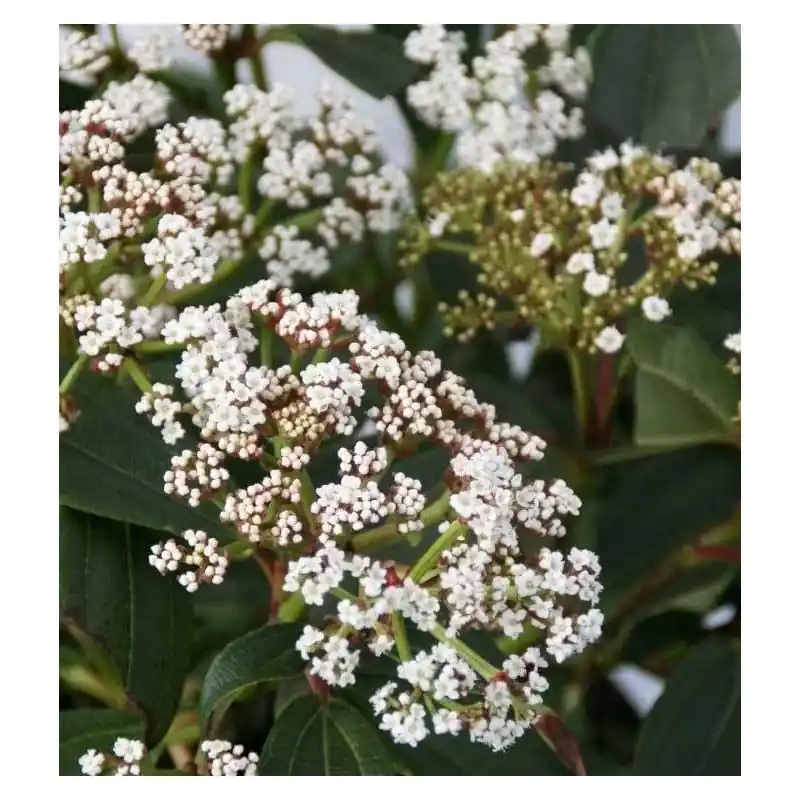 Bestel nu - Viburnum davidii