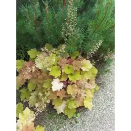 Extra korting - Heuchera Marmalade