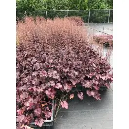 Heuchera Plum Pudding - Nieuw