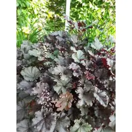 Uitverkoop | Heuchera Palace Purple