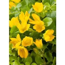 Tijdelijke actie - Lysimachia nummularia