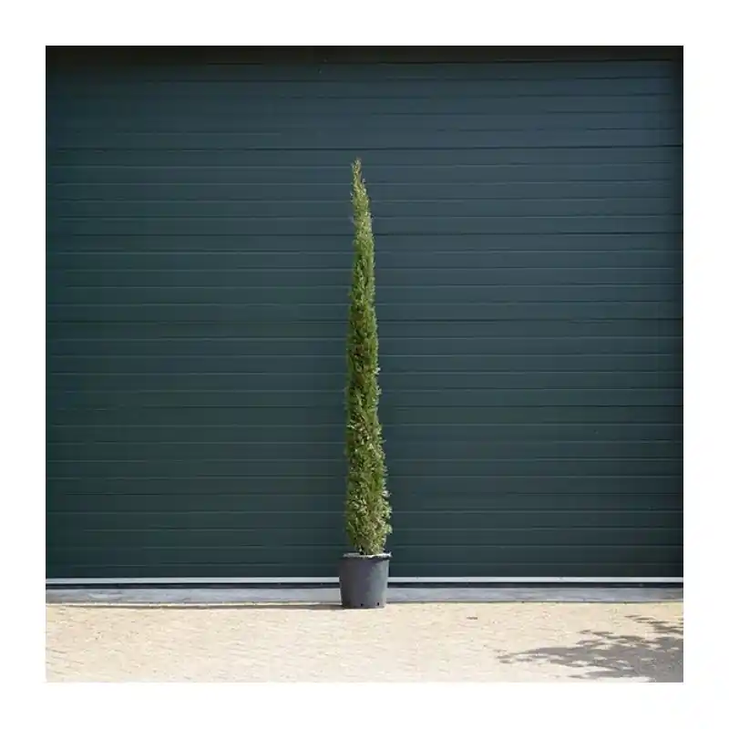 Cupressus Pyramidalis - Nu beschikbaar