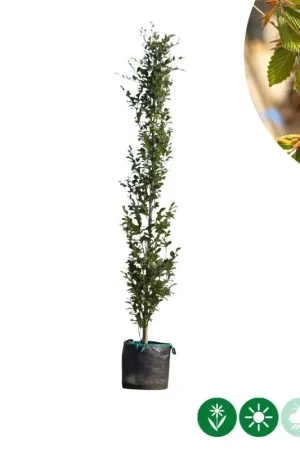 Zolang de voorraad strekt - Fagus Dawyck
