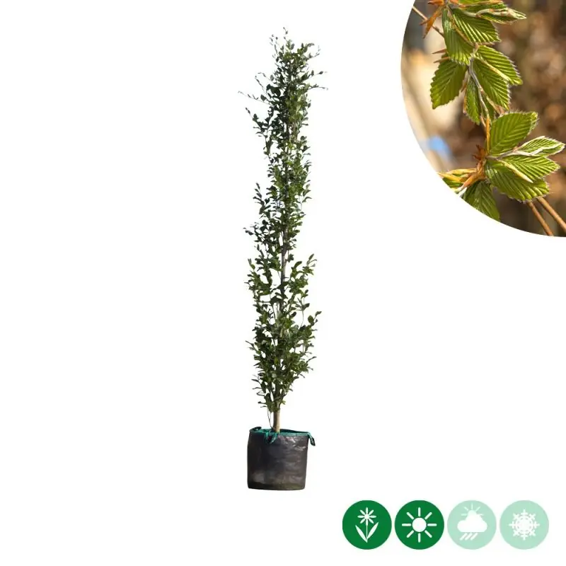 Zolang de voorraad strekt - Fagus Dawyck