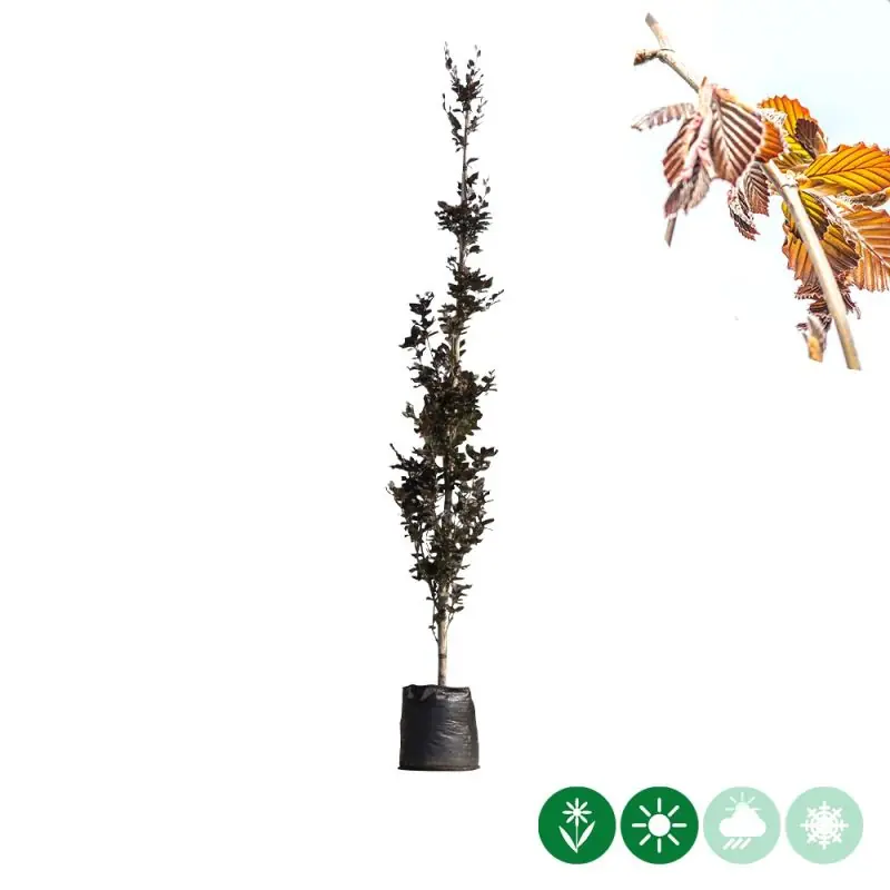 Shop nu - Fagus Dawyck Purple
