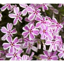 Actieprijs | Phlox Candy Stripes