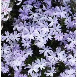 Phlox Emerald Cushion Blue | Rechtstreeks uit de fabriek