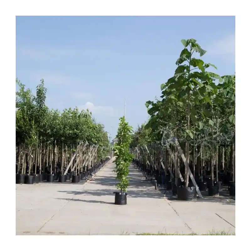 Prijs verlaagd | Liquidambar Slender Silhouette