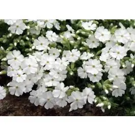 Snelle levering - Phlox Maischnee
