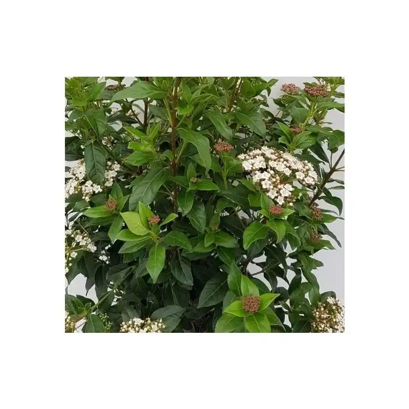 Nu beschikbaar | Viburnum tinus