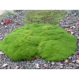 Sagina subulata | Deal
