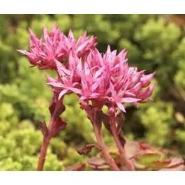 Sedum Fuldaglut | Veel gekozen