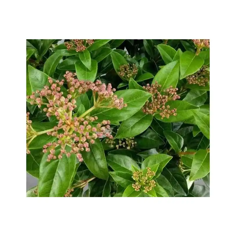 Viburnum Eve Price - Favoriet van klanten