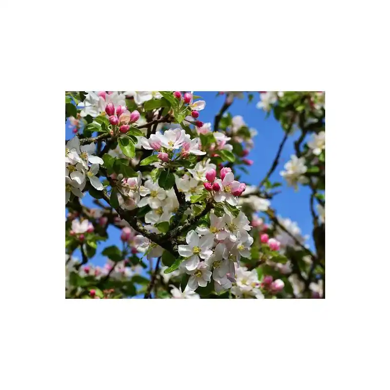 Malus Red Sentinel | Veilig betalen