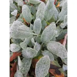 Stachys Silver Carpet | Tijdelijke aanbieding