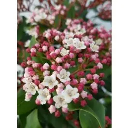 Scherpe prijs - Viburnum Gwenllian