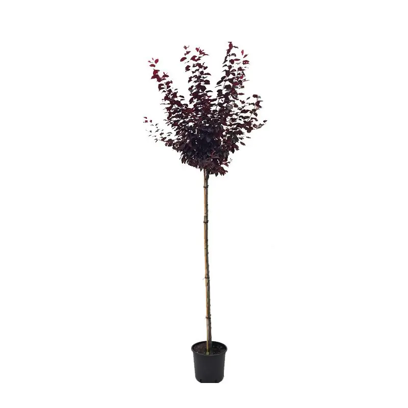 Prunus Nigra - Bespaar meer