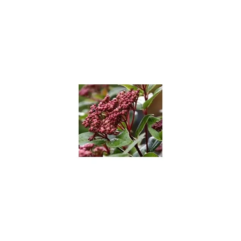 Veel gekozen | Viburnum Spirit