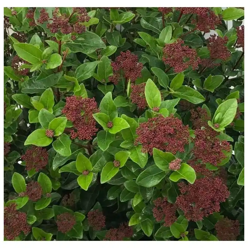 Viburnum Lisa Rose - Populair bij klanten