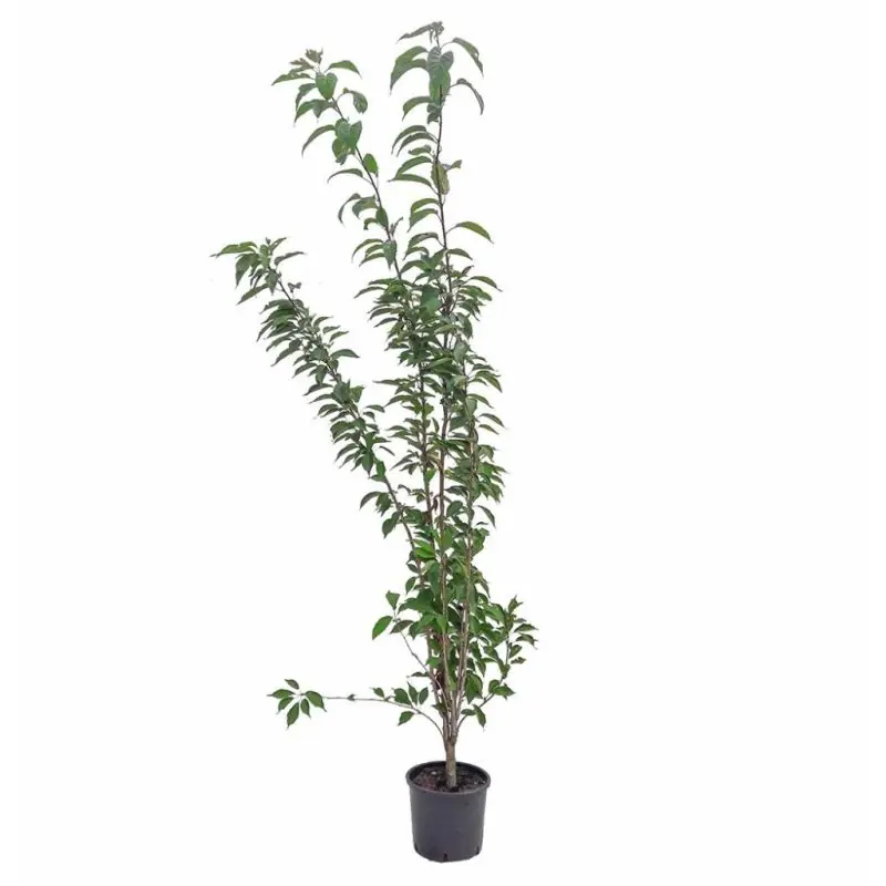 Goed beoordeeld - Prunus Amanogawa