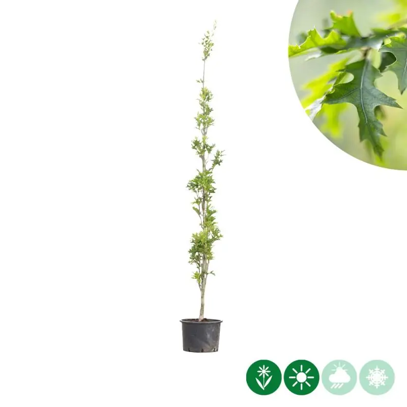Quercus Green Pillar | Nu beschikbaar
