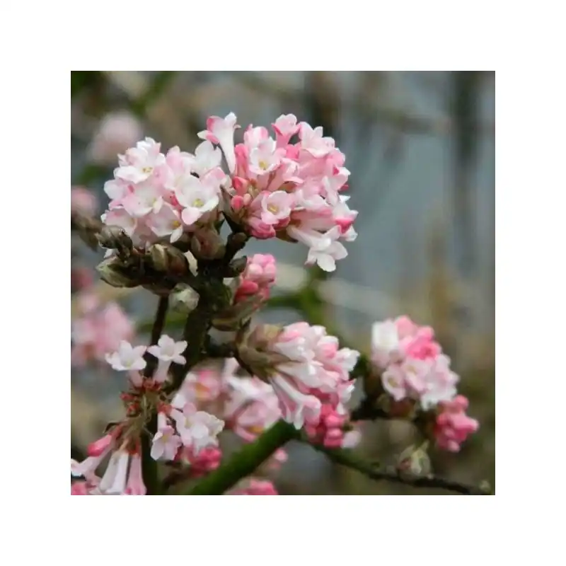 Nieuw binnen - Viburnum Charles Lamont