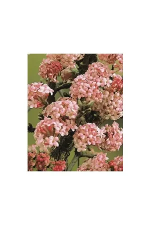 Zojuist toegevoegd | Viburnum Dawn