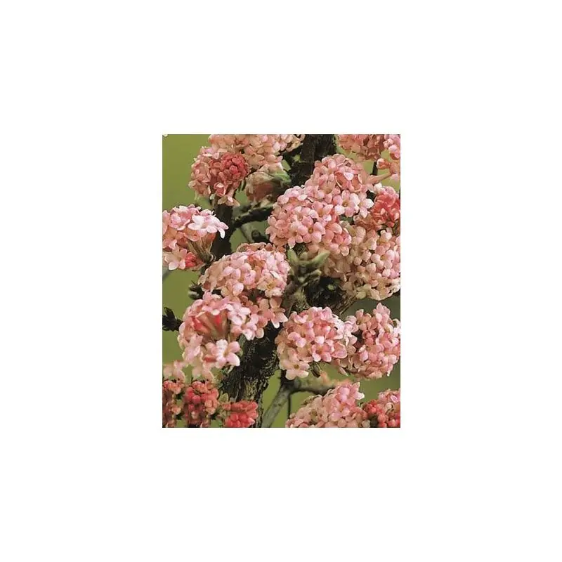 Zojuist toegevoegd | Viburnum Dawn