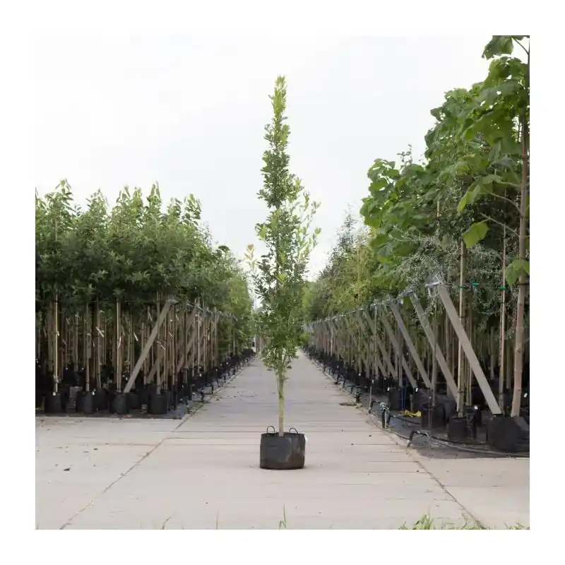 Quercus Fastigiata Koster - Extra voordeel