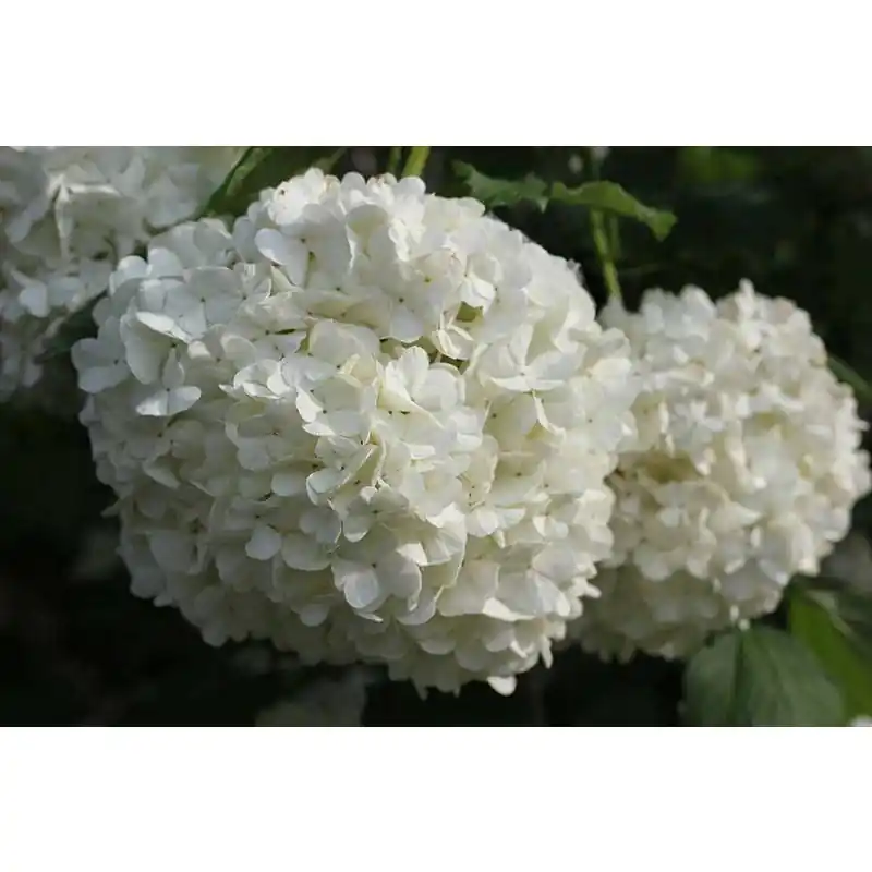 Topproduct | Viburnum Roseum