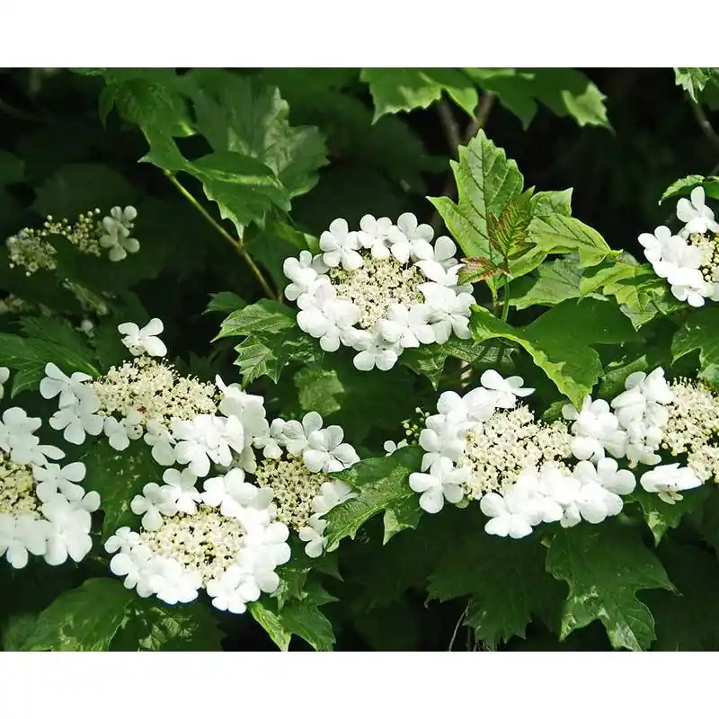 Snelle levering | Viburnum Compactum