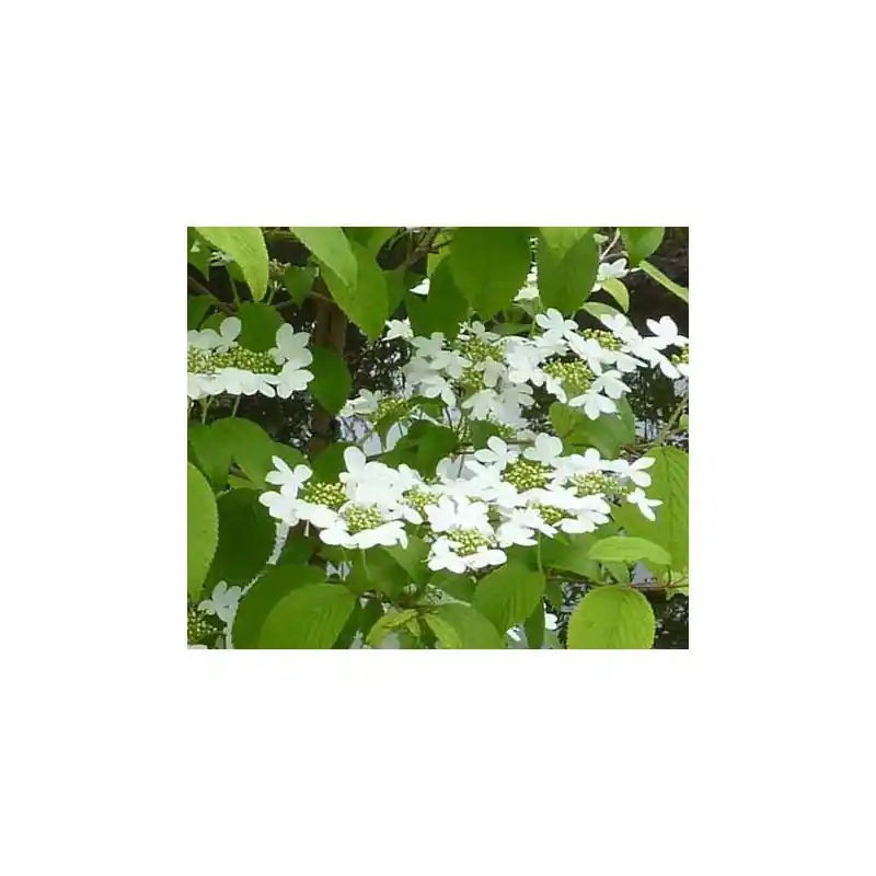Viburnum Kilimandjaro | Outlet