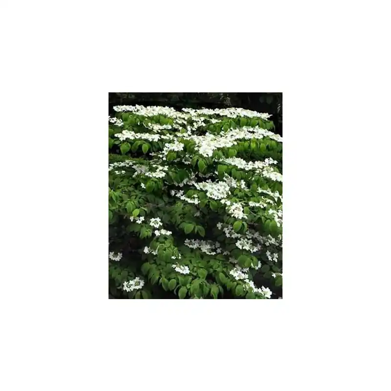 Viburnum Mariesii - Nu beschikbaar