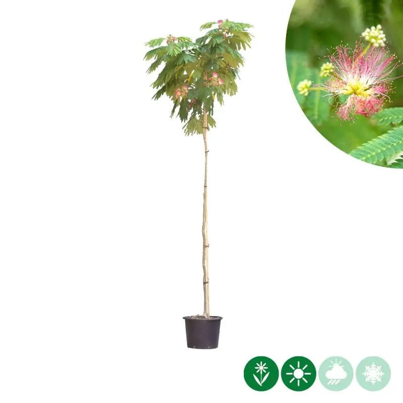 Albizia julibrissin - Korting