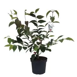 Slechts tijdelijk - Viburnum Pink Beauty