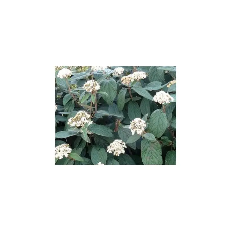 Viburnum rhytidophyllum - Speciale deal