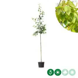 Amelanchier Robin Hill | Nog enkele stuks