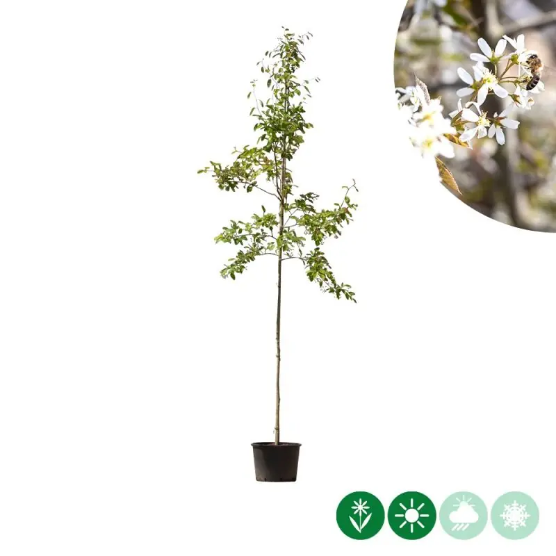 Amelanchier lamarckii - Speciale aanbieding