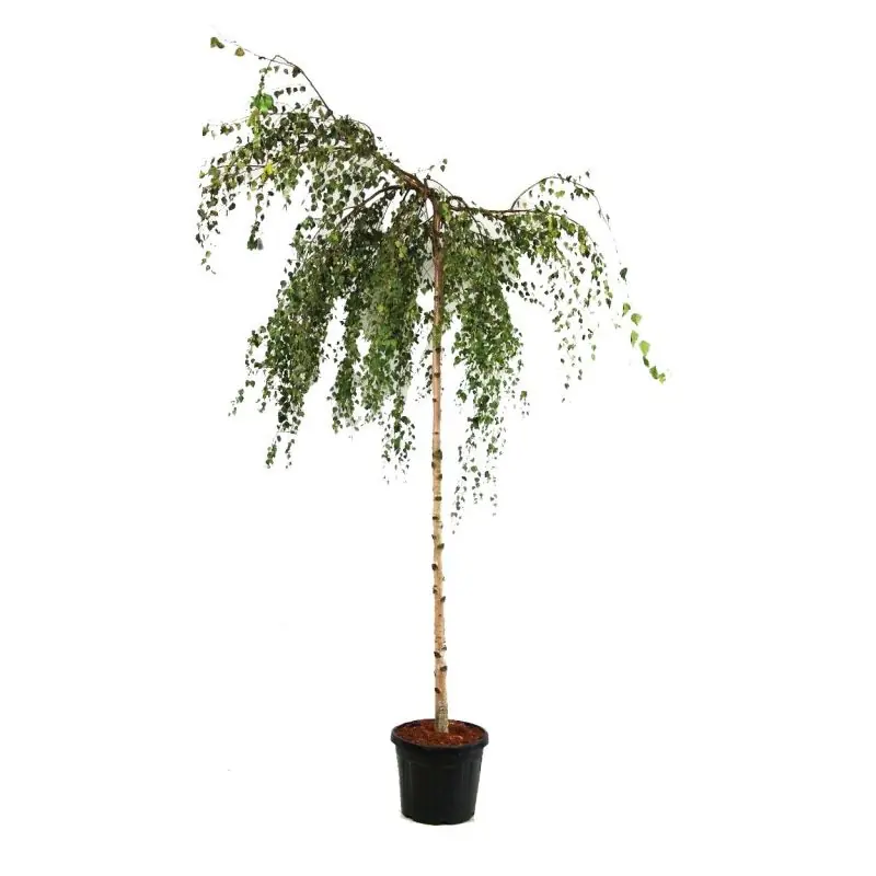 Betula Youngii | Dagdeal