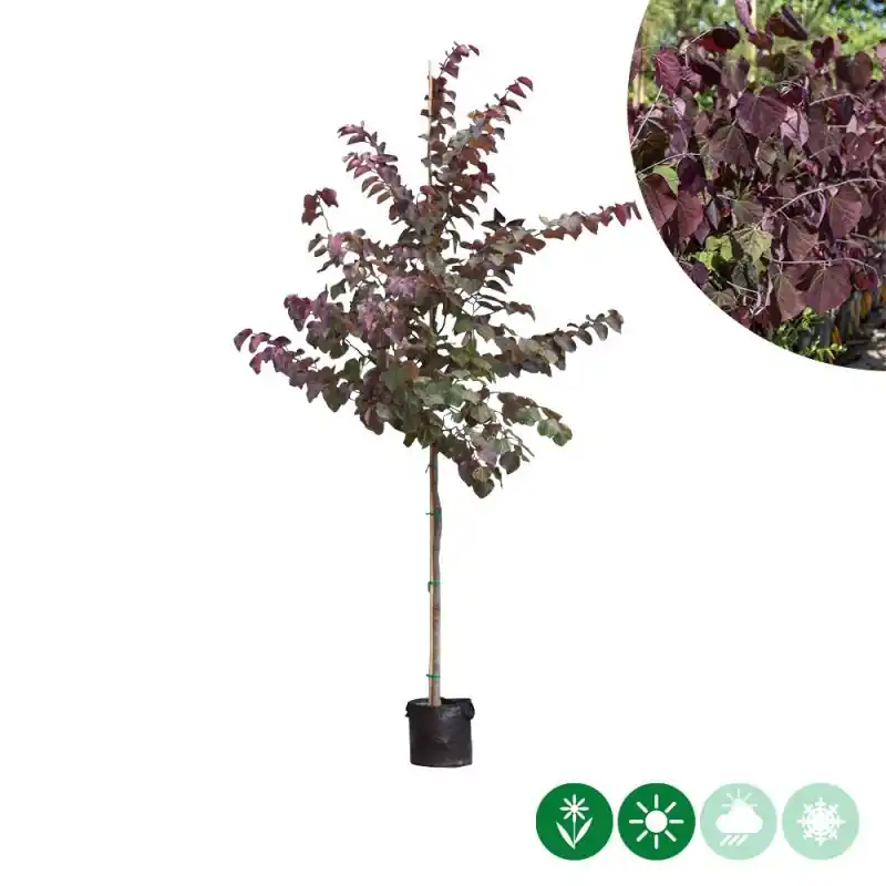Cercis Forest Pansy - hoogstam | Opruiming