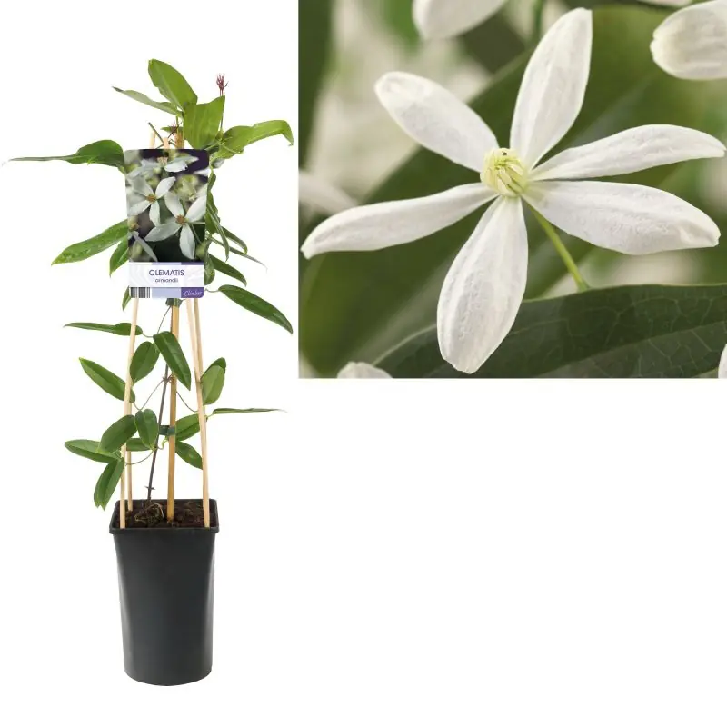 Clematis armandii - Tijdelijke aanbieding