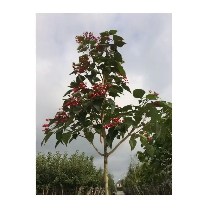 Voorraad bijna op - Clerodendrum trichotomum