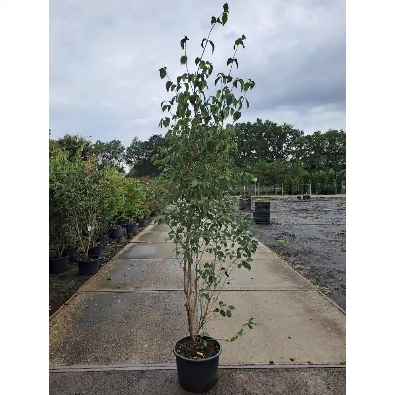 Cornus China Girl | Outlet