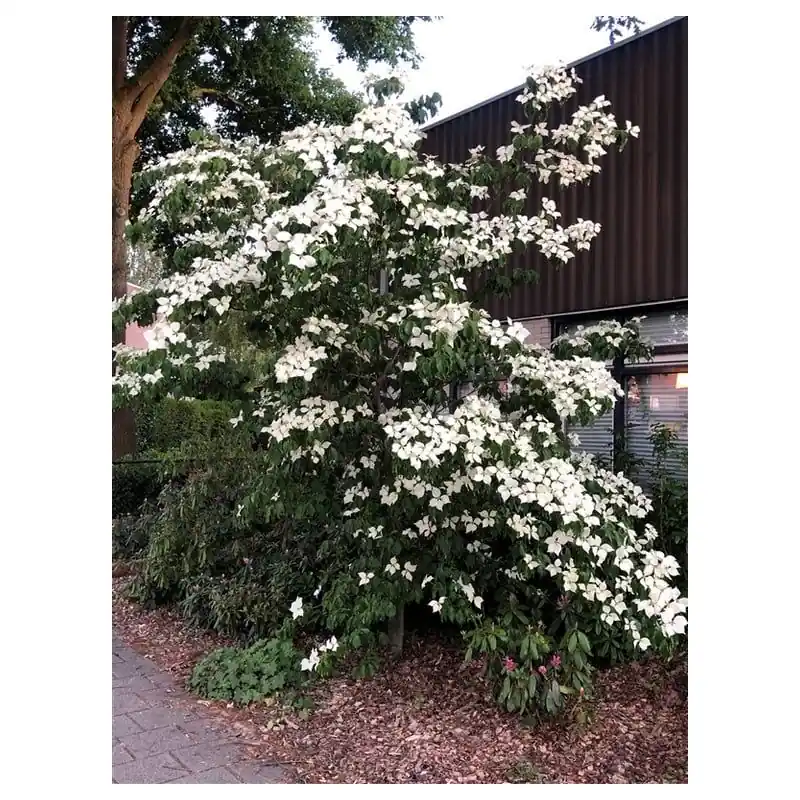 Populair | Cornus kousa chinensis