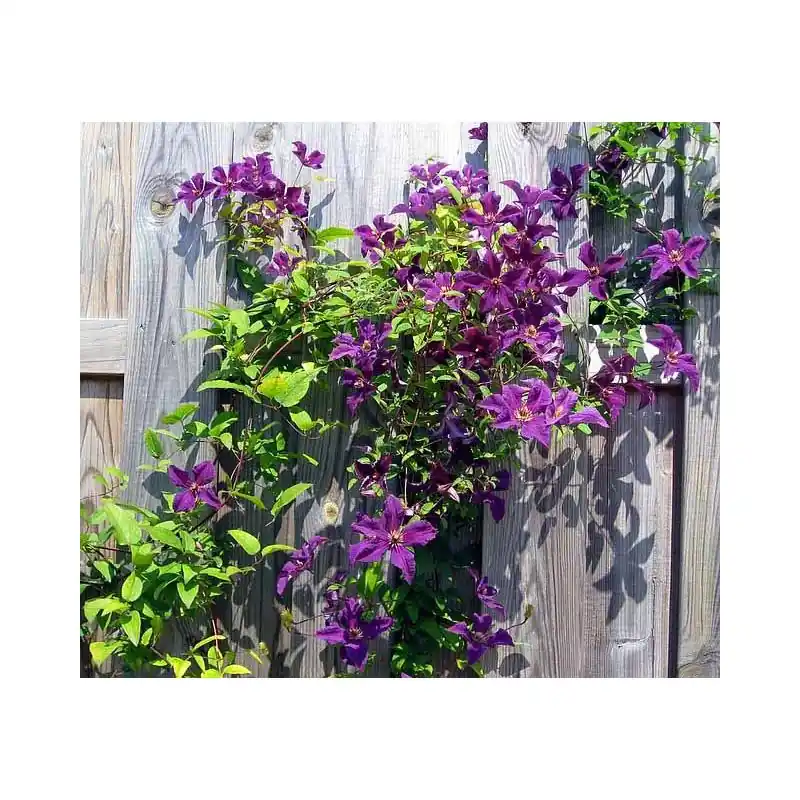 Clematis Jackmanii | Gratis retourneren