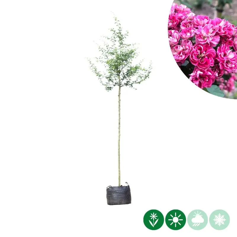 Crataegus Paul‘s Scarlet | Rechtstreeks uit de fabriek